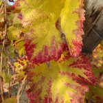 Vendanges-tardives-2009-1