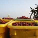 Vendanges-tardives-2009-12