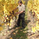 Vendanges-tardives-2009-2