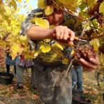 Vendanges-tardives-2009-7