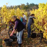 Vendanges-tardives-2009-8