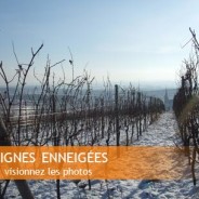 Vignes enneigées