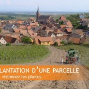 Plantation d’une parcelle