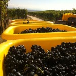 vendanges2012-3