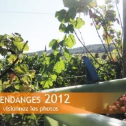 Vendanges 2012