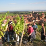 vendanges2012-4