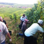 vendanges2012-5