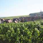 vendanges2012-6