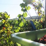 vendanges2012-7