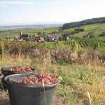 vendanges2012-8