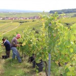 Vendanges2014_02