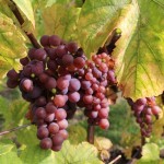 Vendanges2014_03