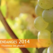 Vendanges 2014