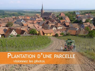 Plantation d’une parcelle